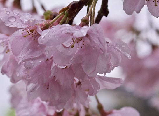 桜雨.jpg